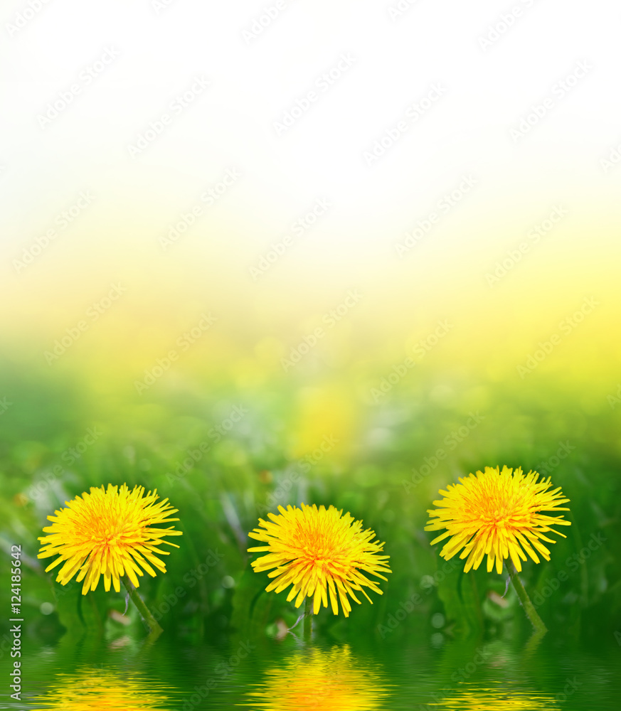 Fototapeta premium Fluffy dandelion flower against the background of the summer lan