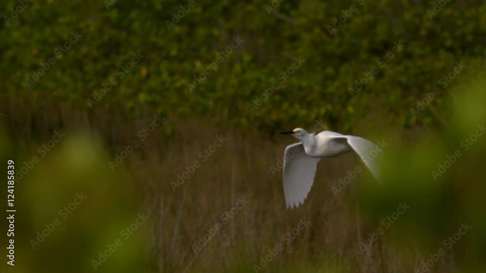 Slow motion of a white heron flying Slow motion of a white heron flying