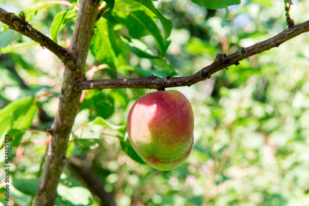 Sweet juicy nectarine on a tree. Harvesting nectarine. Gardening. Sweet juicy nectarine on a tree. Harvesting nectarine. Gardening.