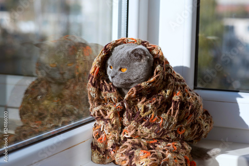 Fototapeta Naklejka Na Ścianę i Meble -  cat sitting on a window in a scarf and looks into the distance