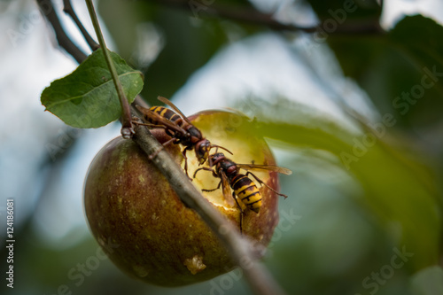 Bees eating an apple