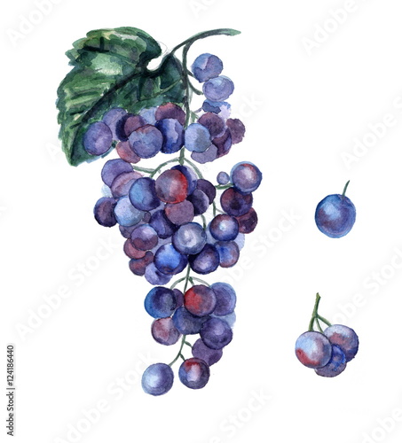 watercolor illustrations of purple grapes isolated on white background.