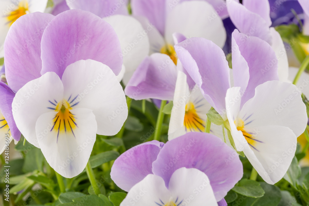biało fioletowe kwiaty bratka  - obrazy, fototapety, plakaty 
