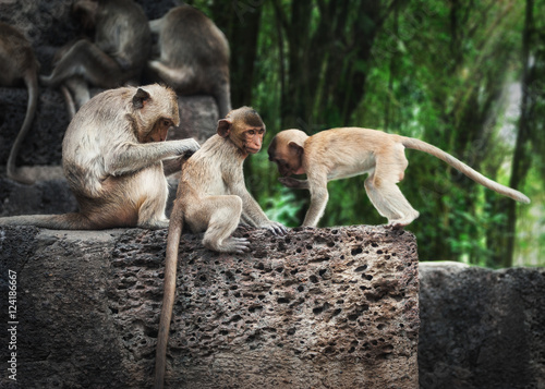 Fototapeta Naklejka Na Ścianę i Meble -  Monkeys relaxing at ancient temple ruins in tropical rainforest. Mysterious wildlife of amazing jungles