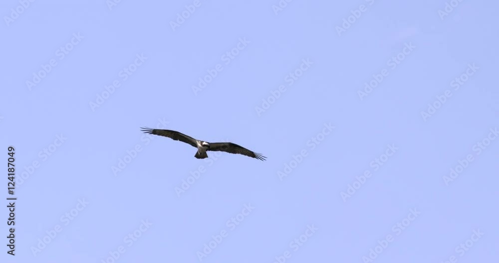 Slow motion of osprey flying in the sky Slow motion of osprey flying in the sky