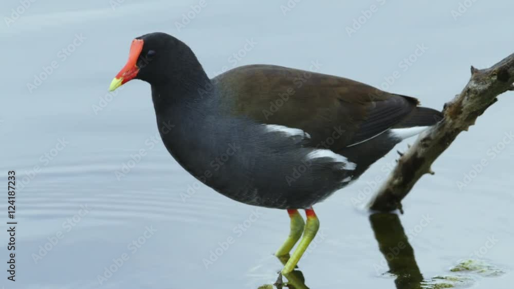 Close up of common gallinule walking in water Close up of common gallinule walking in water