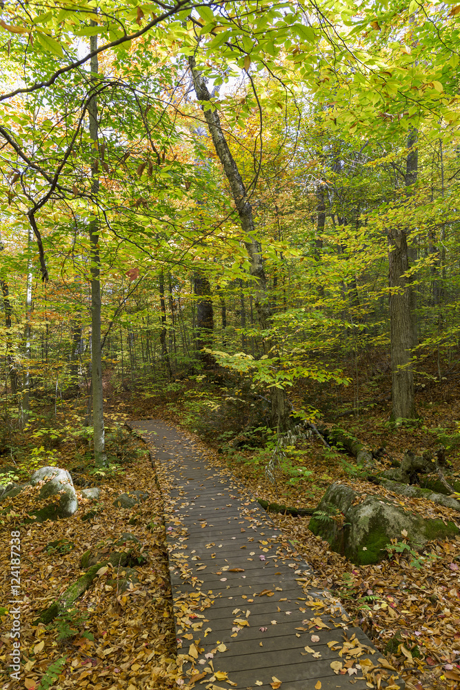 Obraz premium Boardwalk in a Fall Forest - Ontario, Canada