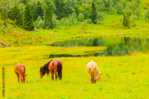 Horse on pasture. © Voyagerix