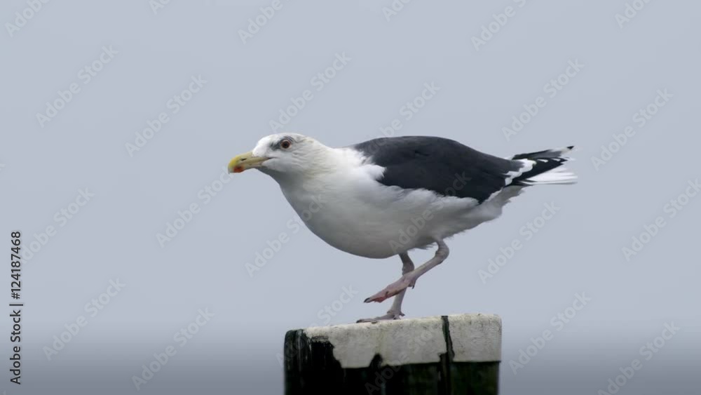 Slow motion of seagull taking off from post Slow motion of seagull taking off from post