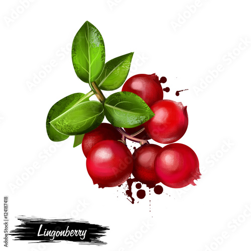 Lingonberry foxberry, cowberry, cranberry isolated on white