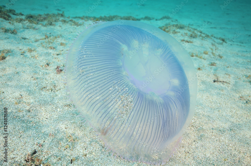 Obraz premium Aequorea jellyfish hovering just right above sandy bottom.