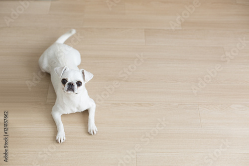 Fototapeta Naklejka Na Ścianę i Meble -  ペットの小型犬
