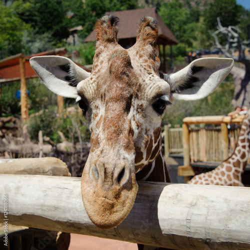 Goofy Giraffe, Cheyenne Mountain Zoo, Colorado Springs, Colorado