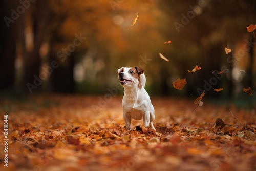 Fototapeta Naklejka Na Ścianę i Meble -  autumn mood. Jack Russell Terrier dog with leaves. gold and red color