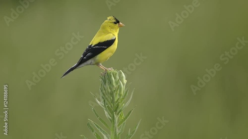 Close up of American goldfinch flying from plant