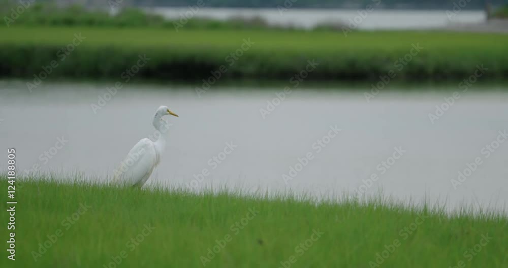 Great white heron near marshland swamp Great white heron near marshland swamp
