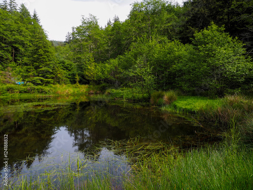 Pond in Summer