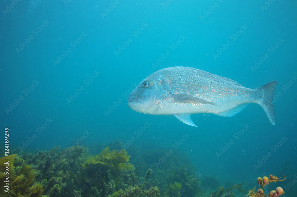 Fototapeta premium Adult australasian snapper Pagrus auratus cruising above flat bottom partially covered with kelp growth.