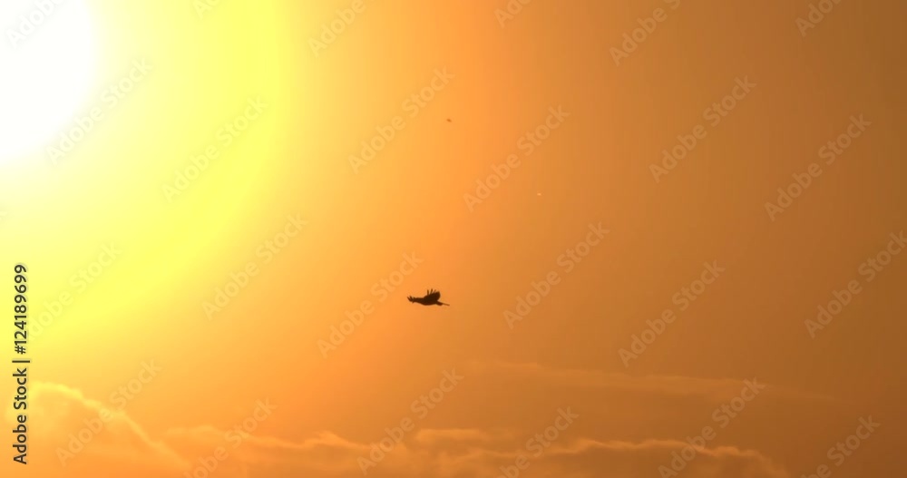 Tracking shot of bird flying in sky during sunset Tracking shot of bird flying in sky during sunset