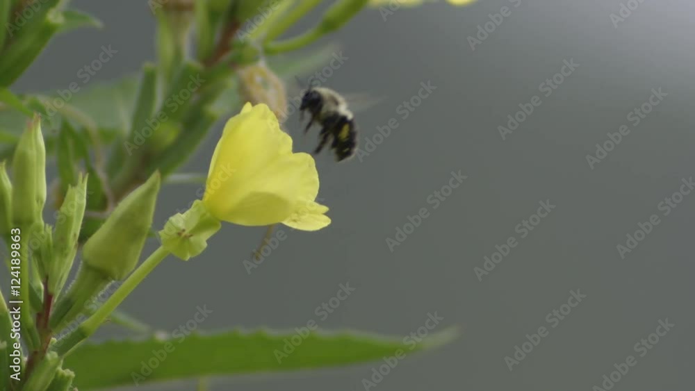 Slow motion of bee flying over common evening primrose flower Slow motion of bee flying over common evening primrose flower