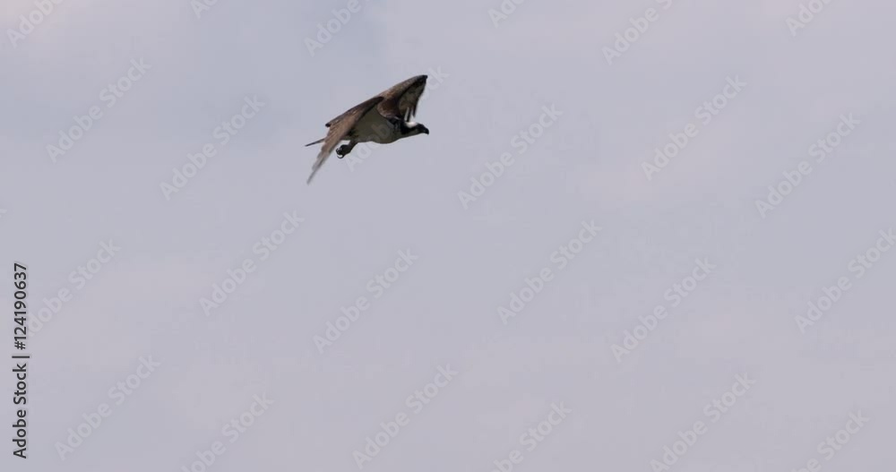 Slow motion of osprey bird flying in sky Slow motion of osprey bird flying in sky