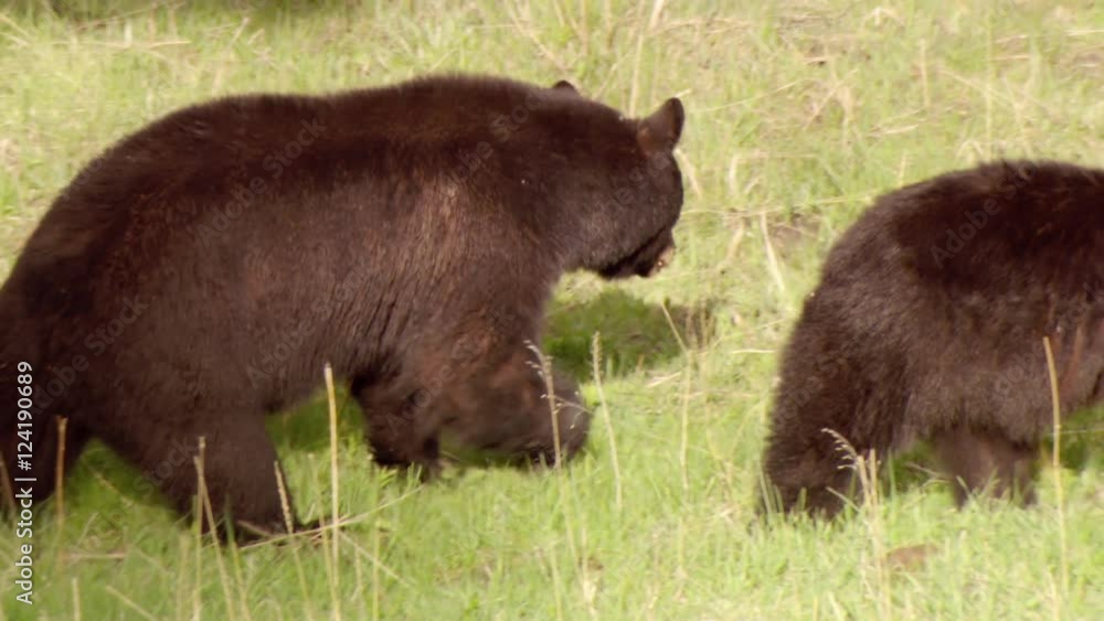 Tracking shot of wild grizzly bear cubs walking in grass Tracking shot of wild grizzly bear cubs walking in grass
