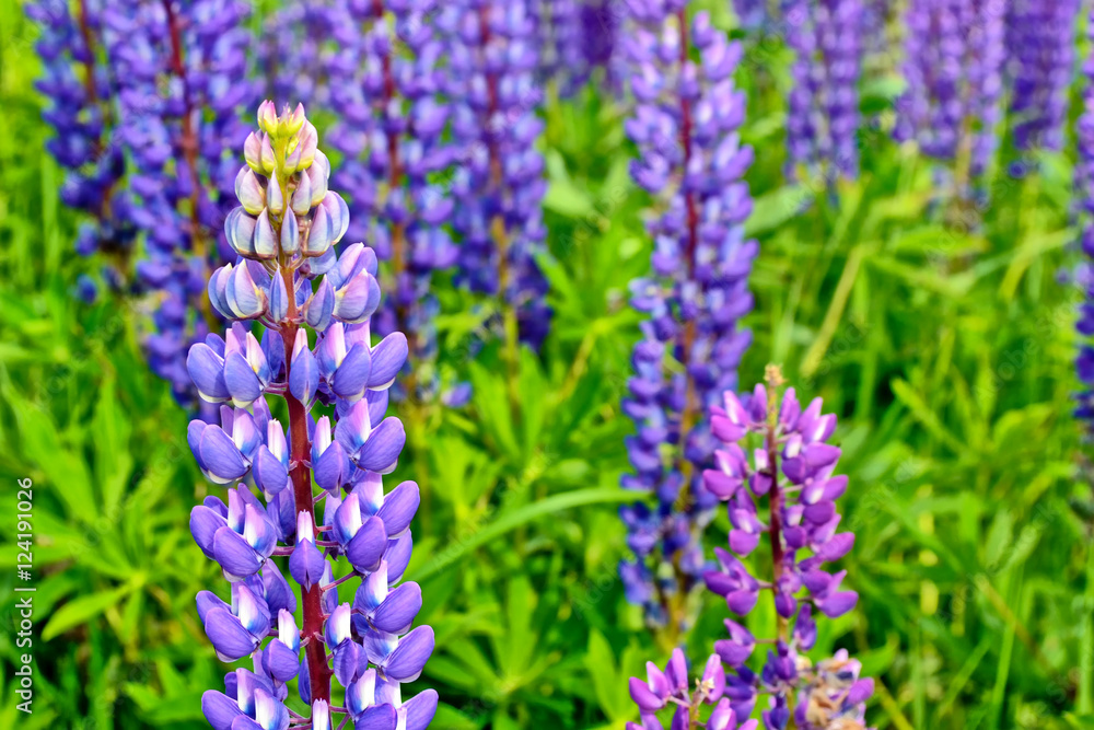 Summer landscape with beautiful bright lupine flowers Summer landscape with beautiful bright lupine flowers