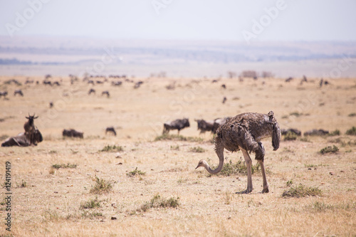 ostriches in Masai Mara Kenya, Africa