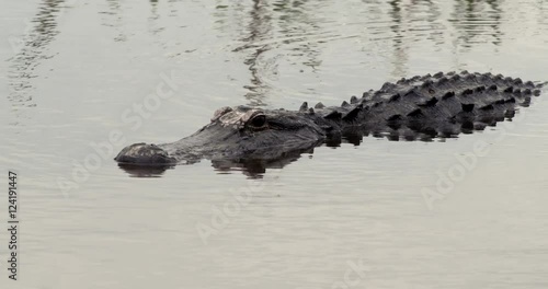 Close up of alligator swimming in water