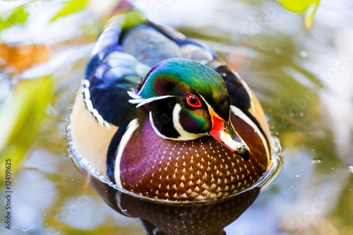 Photography Wood duck male or Carolina duck is a species of perching duck found in North America