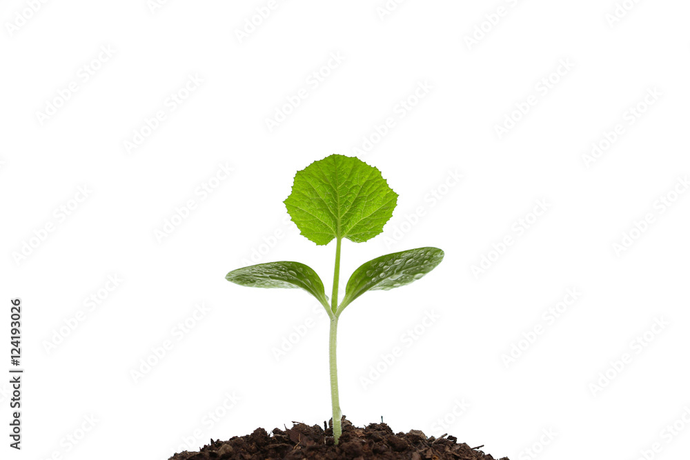 Growing sprout Growing sprout