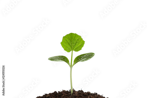 Growing sprout