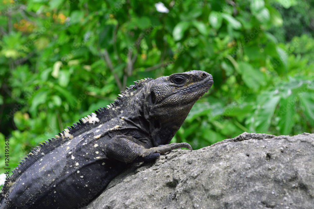 Iguana Face/Close up of Wild black Iguana Iguana Face/Close up of Wild black Iguana
