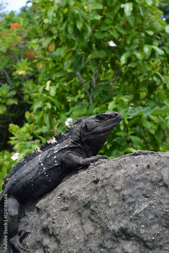 Fototapeta premium Iguana Vertical/Wild Black Iguana sitting on a rock.