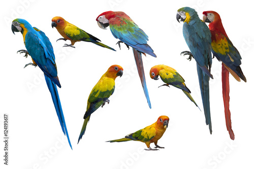 Set of beautiful macaw birds and sun conure, Beautiful macaw , birds macaw and sun conure isolated on white background