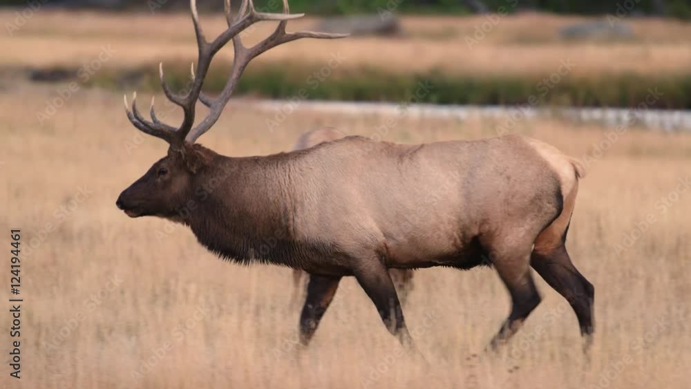 Tracking shot of bull elk walking in field Tracking shot of bull elk walking in field