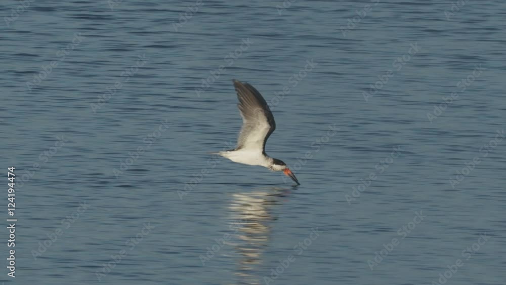 Slow motion of black skimmer flying over water Slow motion of black skimmer flying over water