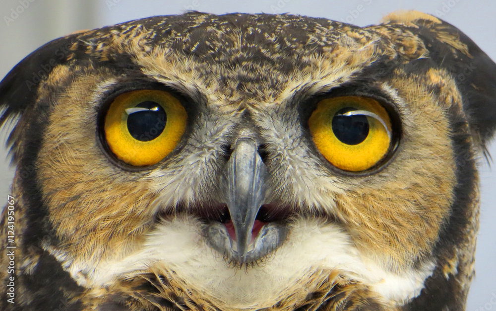 Owl Owl