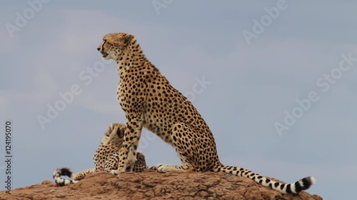 A cheetah and her cub on top of a rock.
