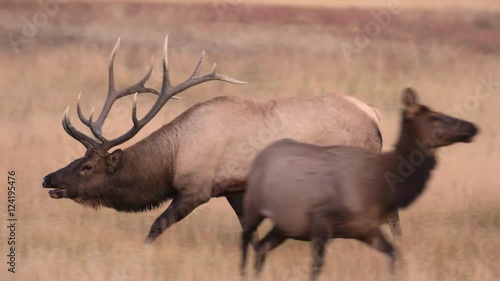 Tracking shot of bull elk running in field photo