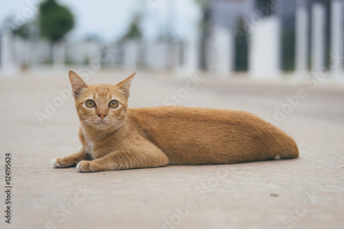 Foto Thai cat in the street