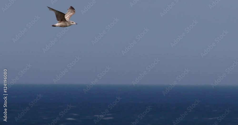 Tracking shot of seagull flying over sea Tracking shot of seagull flying over sea