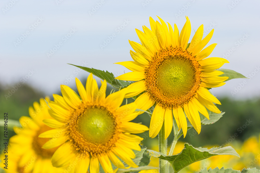 Sunflower field at Khao Jeen Lae, Lopburi province, Thailand Sunflower field at Khao Jeen Lae, Lopburi province, Thailand