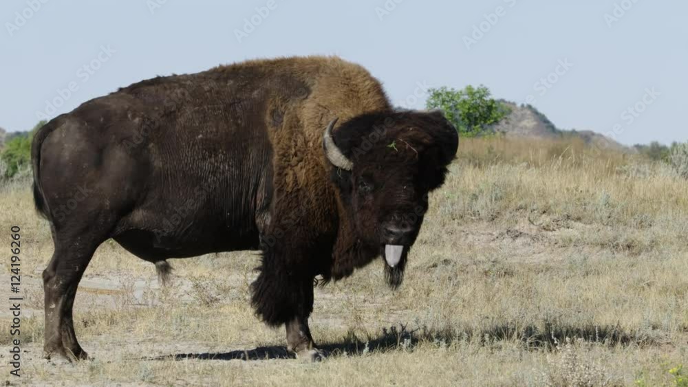 American bison standing in field American bison standing in field