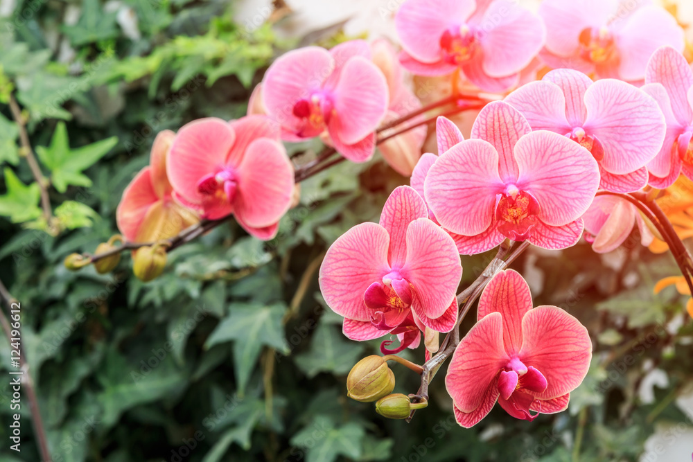 Beautiful orchid flowers bloom in natural world Beautiful orchid flowers bloom in natural world