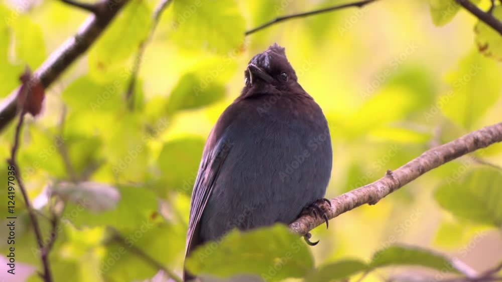 Close up of steller's jay perching on branch Close up of steller's jay perching on branch