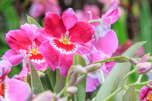 Beautiful orchid flowers bloom in natural world
