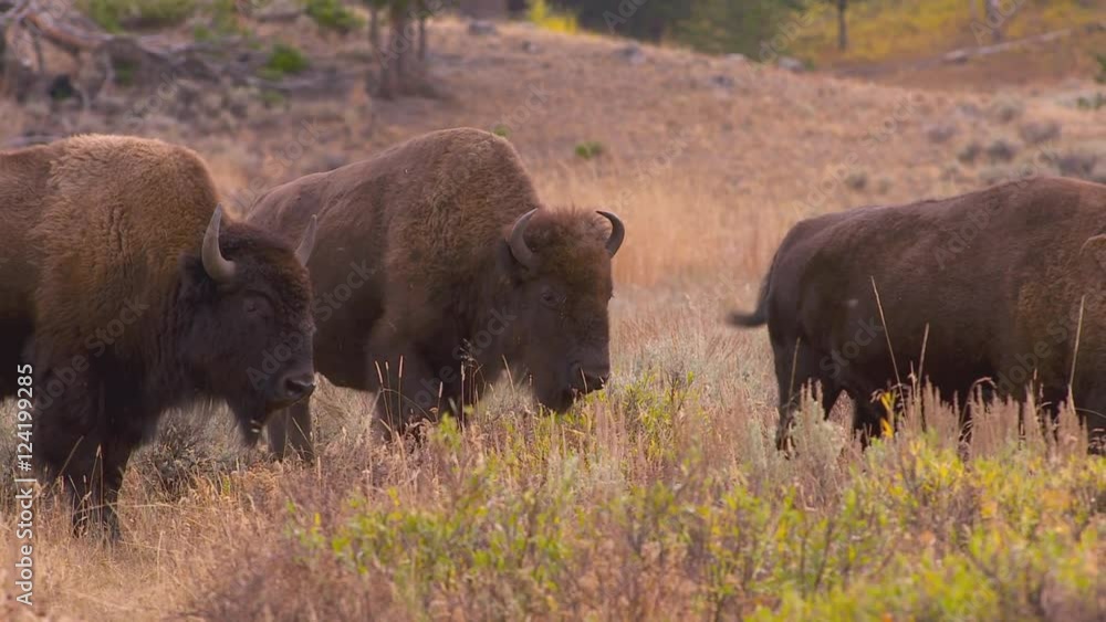 Herd of bison grazing in meadow at Yellowstone National Park Herd of bison grazing in meadow at Yellowstone National Park