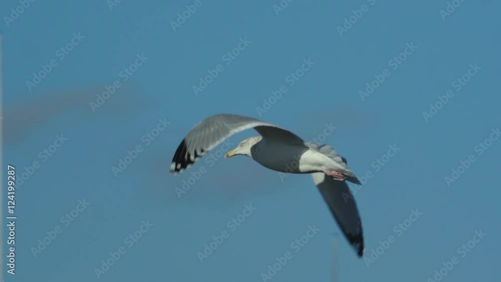 Slow motion of seagull flying in blue sky Slow motion of seagull flying in blue sky