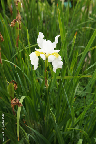 Fototapeta Naklejka Na Ścianę i Meble -  White iris flower head